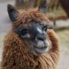 Alpaca 1789010 480