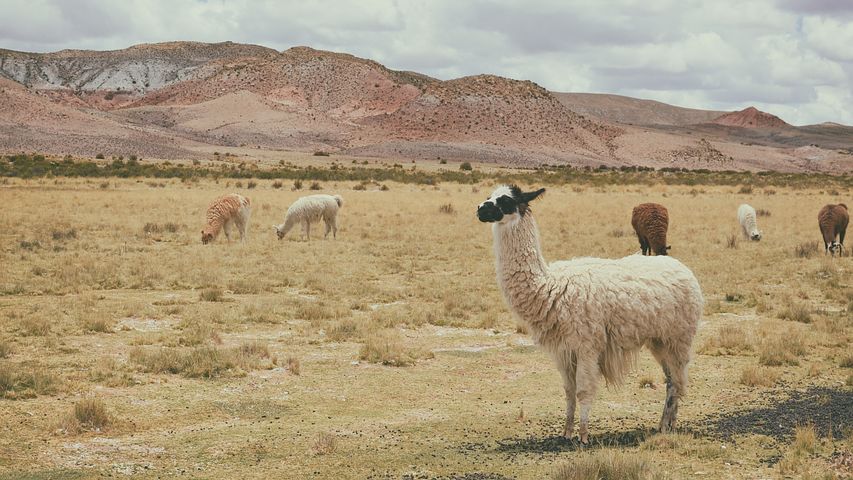 Alpaca 1845919 480