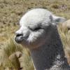Alpaca 499875 480