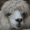 Alpaca 64137 480