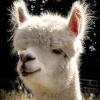 Alpaca 985837 480