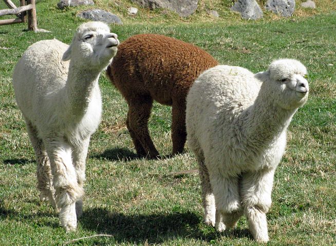 Alpacas 336154 480