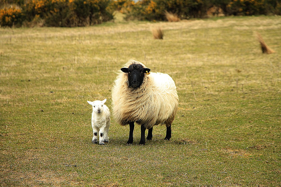 Sheep 751481 960 720