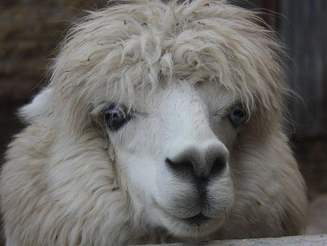 Alpaca 64137 481