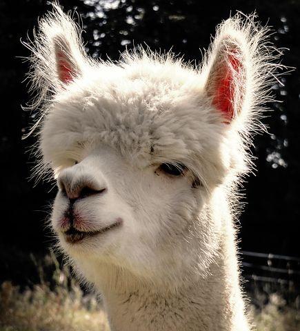 Alpaca 985837 481