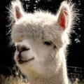 Alpaca 985837 481