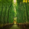 Bambou kyoto 1860521 1280