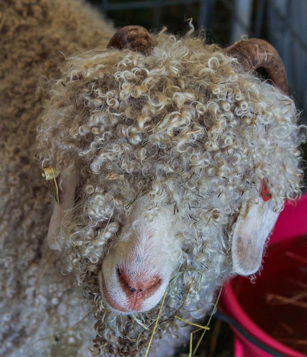 Chevre angora 1