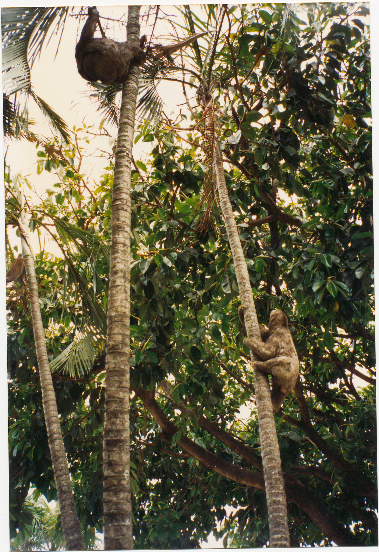 Bolivie amazonienne ©isatisse.fr