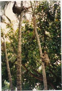 Je collecte des graines pour un herbier botanique, Amazonie ©isatisse.fr